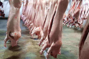 Pigs corpses