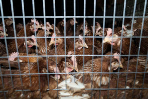 Chickens exploited by humans