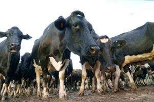 Cows exploited by humans