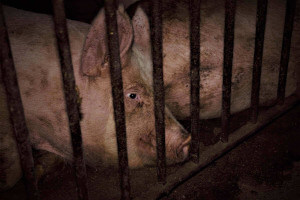 Pigs exploited by humans