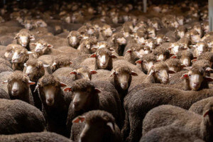 Sheep exploited by humans