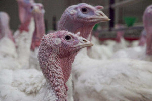 Turkeys exploited by humans
