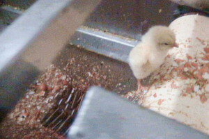 Baby male chickens macerated alive in the egg industry